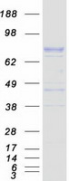 AOC1 Protein - Purified recombinant protein AOC1 was analyzed by SDS-PAGE gel and Coomassie Blue Staining
