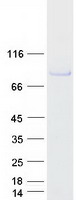 AOC2 / SSAO Protein - Purified recombinant protein AOC2 was analyzed by SDS-PAGE gel and Coomassie Blue Staining