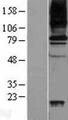 AOC3 / VAP-1 Protein - Western validation with an anti-DDK antibody * L: Control HEK293 lysate R: Over-expression lysate