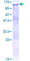 AOPEP / Aminopeptidase O Protein - 12.5% SDS-PAGE of human C9orf3 stained with Coomassie Blue