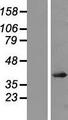 AP-1 / JUND Protein - Western validation with an anti-DDK antibody * L: Control HEK293 lysate R: Over-expression lysate