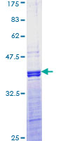 AP-1 / JUND Protein - 12.5% SDS-PAGE Stained with Coomassie Blue.