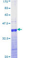 AP-1 / JUND Protein - 12.5% SDS-PAGE Stained with Coomassie Blue.