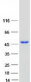 AP-1 / JUND Protein - Purified recombinant protein JUND was analyzed by SDS-PAGE gel and Coomassie Blue Staining