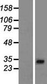 AP1AR Protein - Western validation with an anti-DDK antibody * L: Control HEK293 lysate R: Over-expression lysate