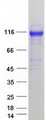AP1B1 / BAM22 Protein - Purified recombinant protein AP1B1 was analyzed by SDS-PAGE gel and Coomassie Blue Staining