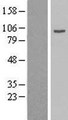 AP1G1 / Adaptin Gamma 1 Protein - Western validation with an anti-DDK antibody * L: Control HEK293 lysate R: Over-expression lysate