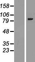 AP1G1 / Adaptin Gamma 1 Protein - Western validation with an anti-DDK antibody * L: Control HEK293 lysate R: Over-expression lysate