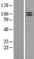 AP2A2 Protein - Western validation with an anti-DDK antibody * L: Control HEK293 lysate R: Over-expression lysate