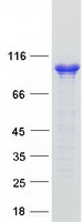 AP2B1 Protein - Purified recombinant protein AP2B1 was analyzed by SDS-PAGE gel and Coomassie Blue Staining