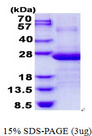 AP3S1 Protein