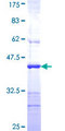 AP4B1 Protein - 12.5% SDS-PAGE Stained with Coomassie Blue.