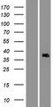APAF1 / APAF-1 Protein - Western validation with an anti-DDK antibody * L: Control HEK293 lysate R: Over-expression lysate