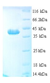 APAF1 / APAF-1 Protein