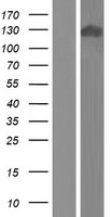 APBA2 Protein - Western validation with an anti-DDK antibody * L: Control HEK293 lysate R: Over-expression lysate
