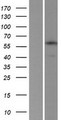 APBA3 / MINT3 Protein - Western validation with an anti-DDK antibody * L: Control HEK293 lysate R: Over-expression lysate