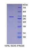 APBA3 / MINT3 Protein - Recombinant Amyloid Beta Precursor Protein Binding Protein A3 (APBA3) by SDS-PAGE