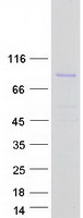 APBA3 / MINT3 Protein - Purified recombinant protein APBA3 was analyzed by SDS-PAGE gel and Coomassie Blue Staining