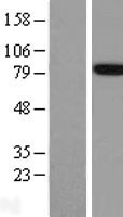 APBB1 / FE65 Protein - Western validation with an anti-DDK antibody * L: Control HEK293 lysate R: Over-expression lysate