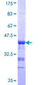 APBB1 / FE65 Protein - 12.5% SDS-PAGE Stained with Coomassie Blue.