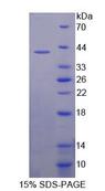 APBB1 / FE65 Protein - Recombinant Amyloid Beta Precursor Protein Binding Protein B1 (APBB1) by SDS-PAGE