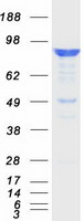 APBB1 / FE65 Protein - Purified recombinant protein APBB1 was analyzed by SDS-PAGE gel and Coomassie Blue Staining