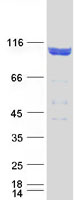APBB1 / FE65 Protein - Purified recombinant protein APBB1 was analyzed by SDS-PAGE gel and Coomassie Blue Staining