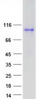 APBB1IP / RIAM Protein - Purified recombinant protein APBB1IP was analyzed by SDS-PAGE gel and Coomassie Blue Staining