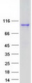 APBB1IP / RIAM Protein - Purified recombinant protein APBB1IP was analyzed by SDS-PAGE gel and Coomassie Blue Staining