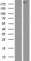 APC Protein - Western validation with an anti-DDK antibody * L: Control HEK293 lysate R: Over-expression lysate