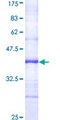 APC4 / ANAPC4 Protein - 12.5% SDS-PAGE Stained with Coomassie Blue.