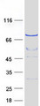 APC6 / CDC16 Protein - Purified recombinant protein CDC16 was analyzed by SDS-PAGE gel and Coomassie Blue Staining