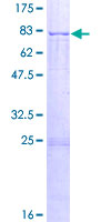 APCDD1 Protein - 12.5% SDS-PAGE of human APCDD1 stained with Coomassie Blue