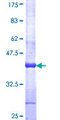 APCDD1 Protein - 12.5% SDS-PAGE Stained with Coomassie Blue