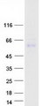 APCDD1 Protein - Purified recombinant protein APCDD1 was analyzed by SDS-PAGE gel and Coomassie Blue Staining