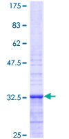 Apelin Protein - 12.5% SDS-PAGE of human APLN stained with Coomassie Blue
