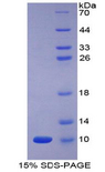 Apelin Protein - Recombinant Apelin By SDS-PAGE