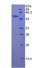 Apelin Protein - Recombinant Apelin By SDS-PAGE