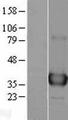 APEX1 / APE1 Protein - Western validation with an anti-DDK antibody * L: Control HEK293 lysate R: Over-expression lysate