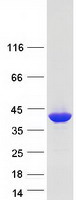 APEX1 / APE1 Protein - Purified recombinant protein APEX1 was analyzed by SDS-PAGE gel and Coomassie Blue Staining
