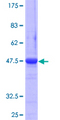 APG12 / ATG12 Protein - 12.5% SDS-PAGE of human ATG12 stained with Coomassie Blue