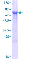 APG4B / ATG4B Protein - 12.5% SDS-PAGE of human ATG4B stained with Coomassie Blue