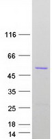 APG4B / ATG4B Protein - Purified recombinant protein ATG4B was analyzed by SDS-PAGE gel and Coomassie Blue Staining