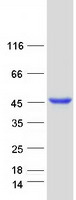 APG4B / ATG4B Protein - Purified recombinant protein ATG4B was analyzed by SDS-PAGE gel and Coomassie Blue Staining