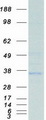 APG5 / ATG5 Protein - Purified recombinant protein ATG5 was analyzed by SDS-PAGE gel and Coomassie Blue Staining