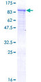 Apg7 / ATG7 Protein - 12.5% SDS-PAGE of human ATG7 stained with Coomassie Blue