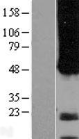 APH1A / APH-1 Protein - Western validation with an anti-DDK antibody * L: Control HEK293 lysate R: Over-expression lysate