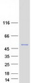 API5 Protein - Purified recombinant protein API5 was analyzed by SDS-PAGE gel and Coomassie Blue Staining