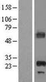APIP Protein - Western validation with an anti-DDK antibody * L: Control HEK293 lysate R: Over-expression lysate