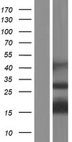 APITD1 Protein - Western validation with an anti-DDK antibody * L: Control HEK293 lysate R: Over-expression lysate